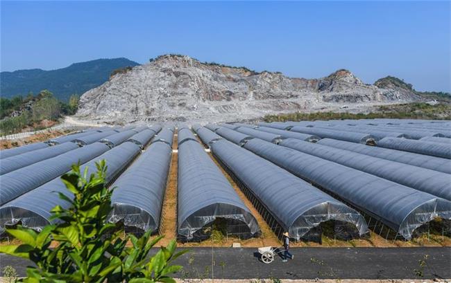 富陽(yáng)區(qū)淥渚鎮(zhèn)大棚種植基地